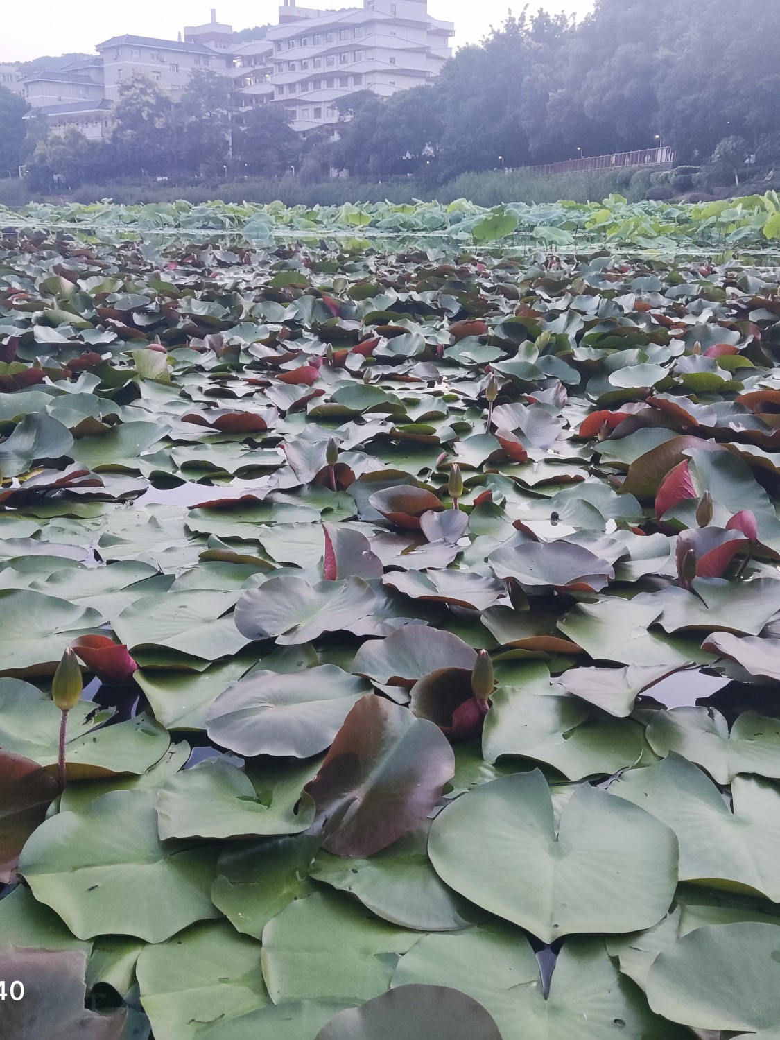 茶因不饮而凉